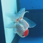 Thai Oranda White Body Red Cap 2” Male (CK-1560)R3A09