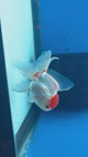 Thai Oranda White Body Red Cap 2” Male (CK-1560)R3A09