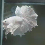 Live Male Betta White Platinum Over Halfmoon Rosetail (MKP-547) High quality What you see what you get!!
