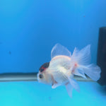 Thai Oranda Black Cap Panda 2in Female (FEB-552)R3B17