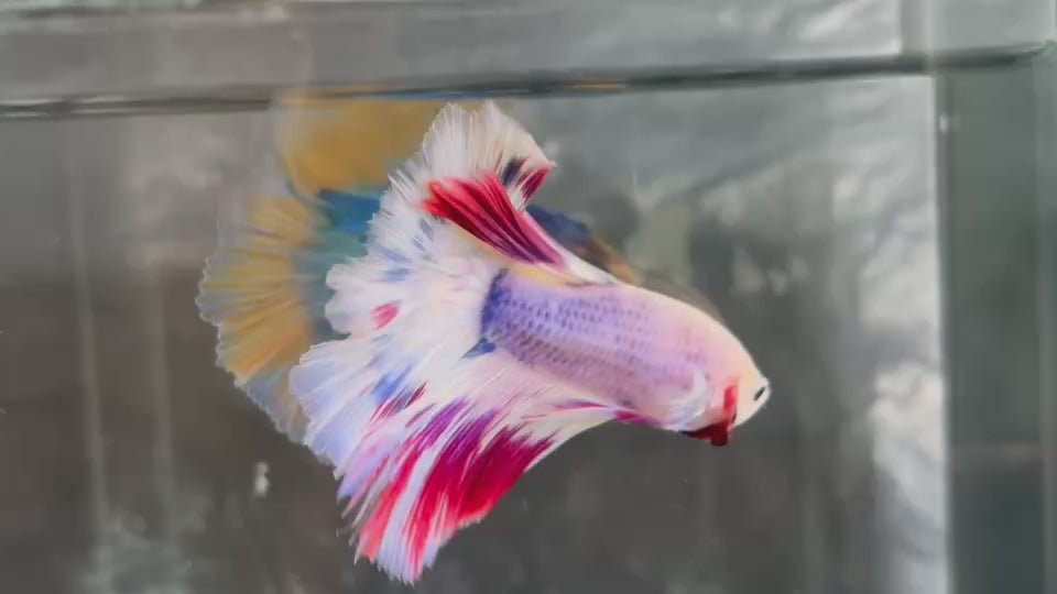 Live Male Betta Fancy Purple Pink Over Halfmoon (TNK-A780) High quality What you see What you get!!