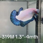 Live Male Betta Blue rim marble Plakat (Sky-319) High quality What you see What you get!!