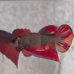 Live Male Betta Nemo Emerald Splendens Hybrid Wild Plakat (BID-116)S133 High quality what you see what you get!!