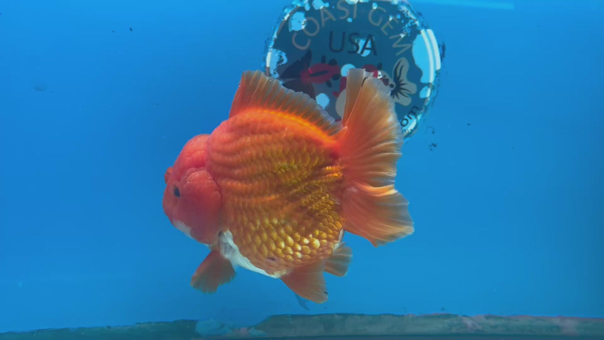 Thai Oranda JUMBO Red/White 4” Body Male(CK-1471)R2B14