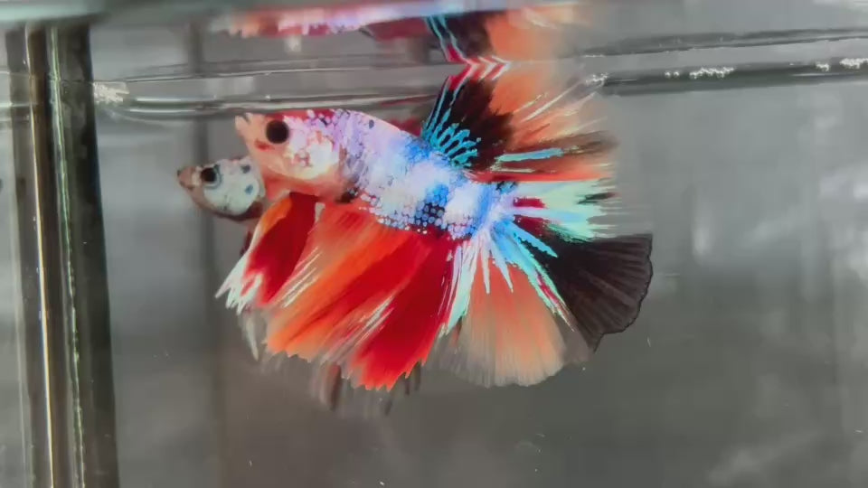 Live Male Betta Candy Nemo Halfmoon (TNK-A806) High quality what you see what you get!!