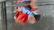 Live Male Betta Candy Nemo Halfmoon (TNK-A806) High quality what you see what you get!!