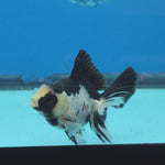 Thai Oranda Panda 2.8 in Body Female (FEB-528)R3A06
