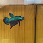 (LID-001)GREEN HYBRID MALE buriram BETTA