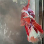Live Male Betta Orange Galaxy Nemo Over Halfmoon (TNK-A650)S255 High quality what you see what you get!!