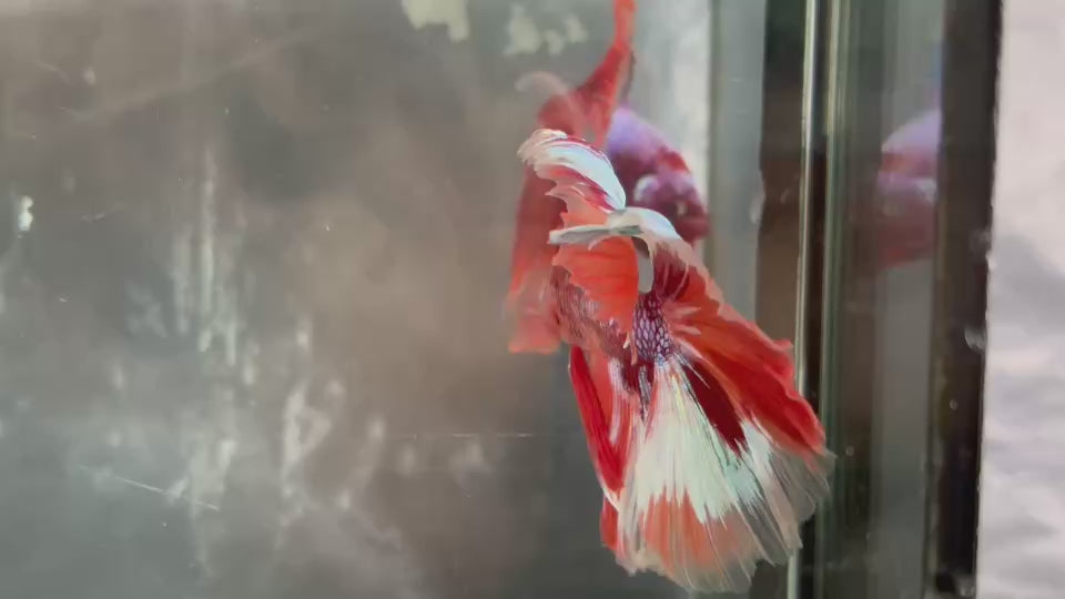 Live Male Betta Orange Galaxy Nemo Over Halfmoon (TNK-A650)S255 High quality what you see what you get!!