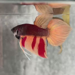 Live Male Betta Orange Nemo Splendens Hybrid Wild Plakat (BID-154) High quality What you see What you get!!