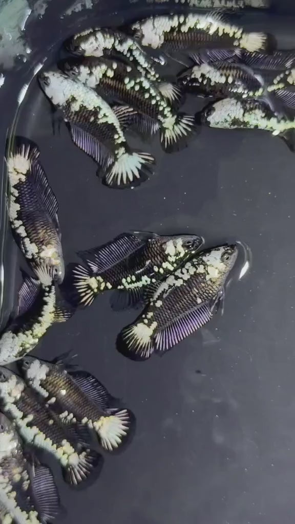 BLACK SAMURAI FEMALE BETTA Sorority Group Our Choice (CBG-053)
