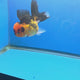 Thai Oranda Apache Tiger 3.25” Female(FEB-888)R2B09