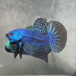 Live Male Betta Blue Alien Hybrid Wild Plakat (BID-143)S126 High quality what you see what you get!!
