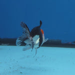Thai Oranda Tri Color 2.5 in Female (FEB-516)R3A08