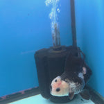 Thai Oranda Lemonhead Panda Silver 2.5” Female(FEB-683)R3B01