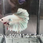 Live Male Betta Copper Grizzle Light scale Halfmoon Rosetail (Sky-401)High quality what you see what you get!!