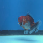 Thai Oranda Tiger Shogun Farm 2.8" Body Male 6mths(FEB-585)R3B02