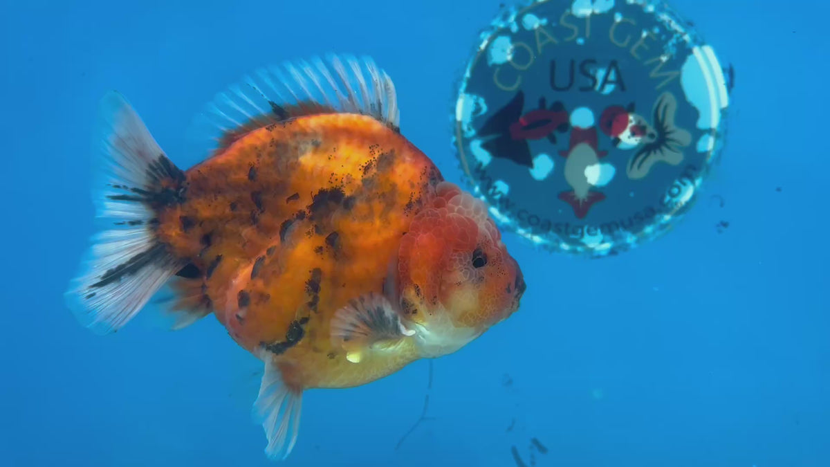 Thai Oranda Calico Tiger 3.5” Body Male(CK-1516)ShowTankB✅