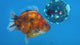 Thai Oranda Calico Tiger 3.5” Body Male(CK-1516)ShowTankB✅