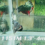 Live Male Betta Black Copper Galaxy Plakat (Sky-1151) High quality what you see what you get!!