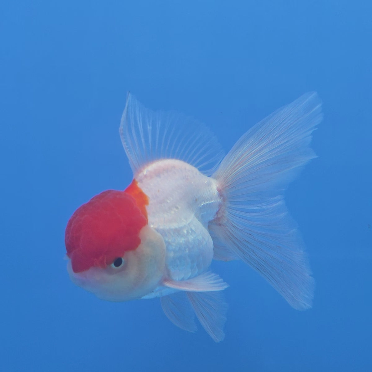 Thai Oranda Red Cap White 3"inch Body Female(FEB-911)R3A09