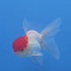 Thai Oranda Red Cap White 3"inch Body Female(FEB-911)R3A09