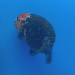 Chinese Ranchu Calico 4” Body Male(CK-1468)BLUETUBC