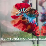 Live Male Betta Galaxy Nemo Giants Plakat (Sky-1178) High quality what you see what you get!!