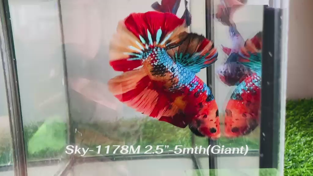 Live Male Betta Galaxy Nemo Giants Plakat (Sky-1178) S200 High quality what you see what you get!!