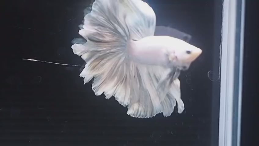 Live Male Betta Platinum White Solid color Halfmoon Rosetail (MKP-703) High quality what you see what you get!!