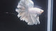 Live Male Betta Platinum White Solid color Halfmoon Rosetail (MKP-703) High quality what you see what you get!!