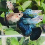 Blue Diamond Big Tail Guppy