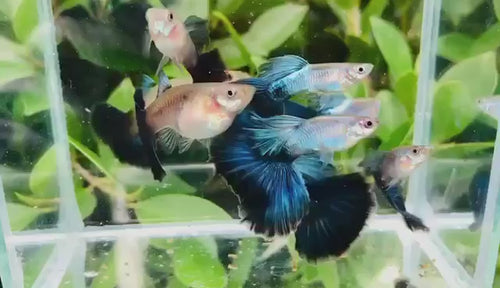 Blue Diamond Big Tail Guppy