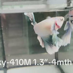 Live Male Betta Green Grizzle Pastel colors Halfmoon (Sky-410)High quality what you see what you get!!