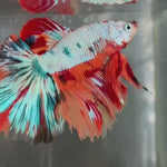 Live Male Betta Fancy Marble Three colors Halfmoon (TNK-A433) High quality What you see What you get!!