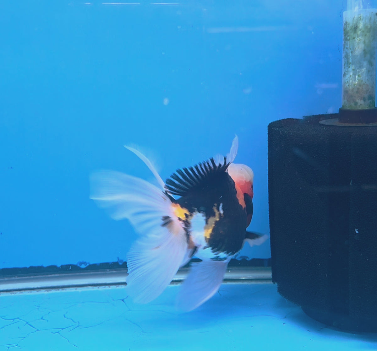 Thai Oranda Tri-Color 3.5” Female(FEB-899)R2A06