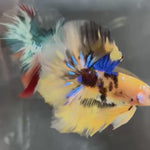 Live Male Betta Tiger Yellow Koi Halfmoon (TNK-A180)High quality What you see What you get!!