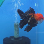 Thai Oranda Red Cap Tri Color Color 2.8 in Body Female (FEB-538)R3A03