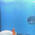 Thai Ranchu Red Cap White 3.5” Female(FEB-671)R3B03