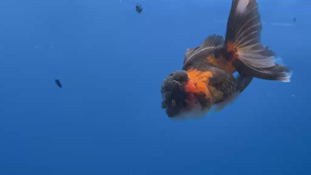 Thai Oranda Tricolor 3"inch Body Female (Tex-356) R1A8