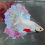 Live Male Betta Fancy Purple Pink Pastel colors Halfmoon Rosetail (TNK-A429) High quality What you see What you get!!