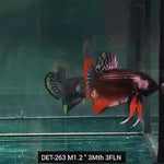 Live Male Betta Copper-Red Imbellis Hybrid Wild Plakat (DET-263) High quality what you see what you get!!