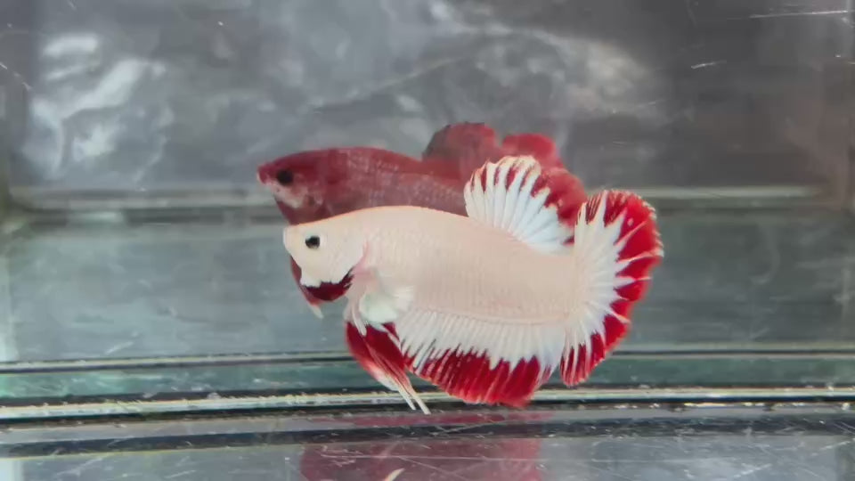 Live Male Betta Red Snow Dragon Plakat (TNK-A778) High quality What you see What you get!!