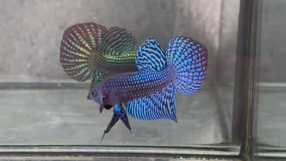 Live Male Betta Royal Blue Alien Hybrid Wild Plakat (BID-195) High quality What you see What you get!!