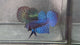 Live Male Betta Royal Blue Alien Hybrid Wild Plakat (BID-195) High quality What you see What you get!!