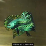 Live Male Betta Green Alien Hybrid Wild Plakat (DET-212) High quality what you see what you get!!