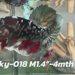 Live Male Betta Black copper Galaxy stardust Plakat (Sky-018) High quality what you see what you get!!