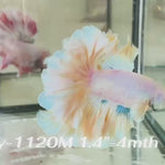 Live Male Betta Fancy Yellow Light Colors Halfmoon Rosetail (Sky-1120) S119 High quality What you see What you get!!