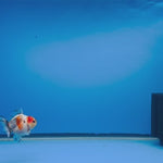 (KP-256) SHOGUN 2.5'' Calico Oranda (TUB15)